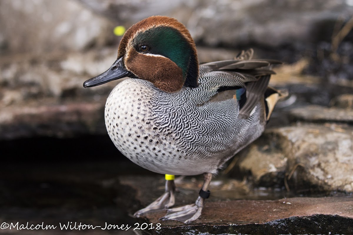 Teal; Cerceta Común