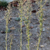 Horseweed