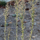 Horseweed