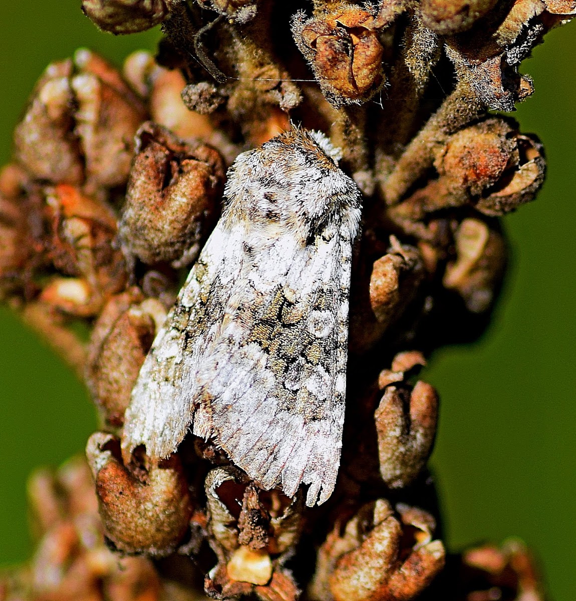 Broad-barred White