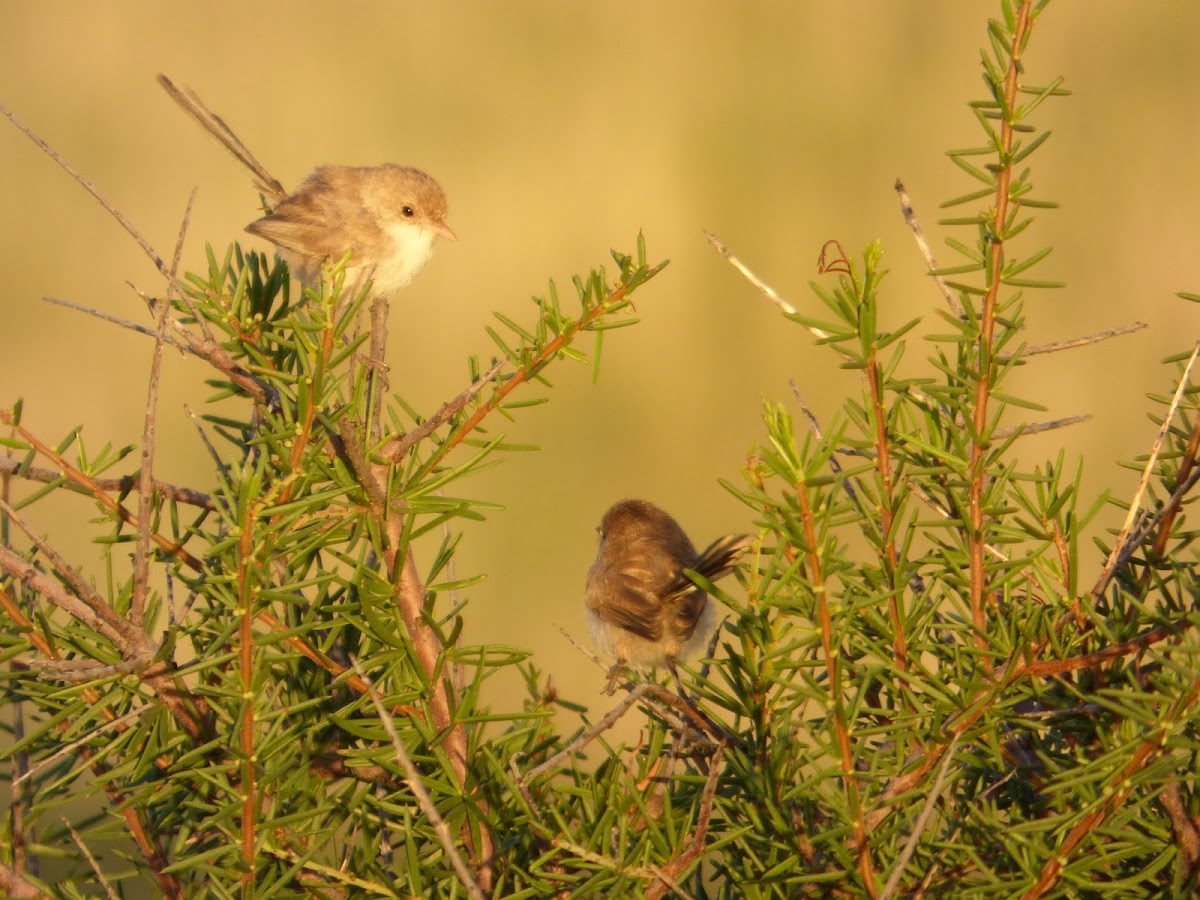 White-winged Fairy-wren (female)