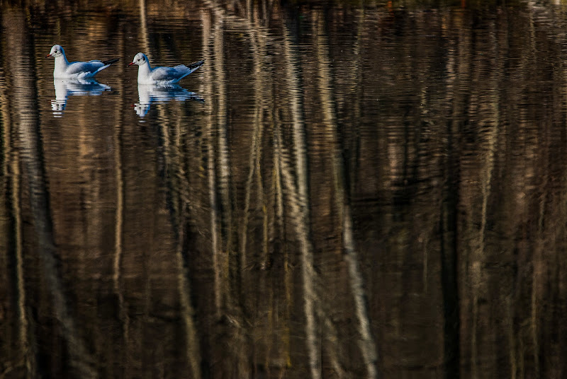 Quadro d'acqua di Highlander