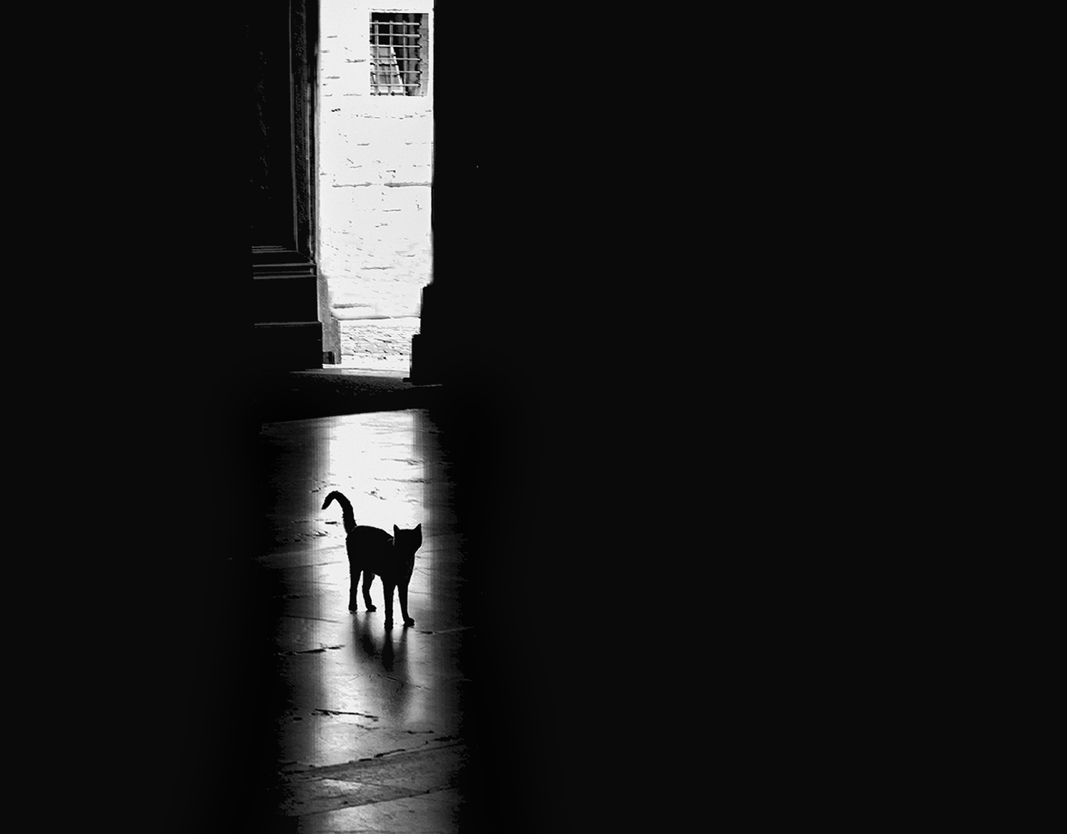  The black Cat di Marlak