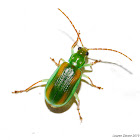 Diabrotica Leaf Beetle