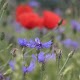 Download Cornflowers on the poppy field For PC Windows and Mac 1.4