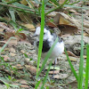 White Wagtail