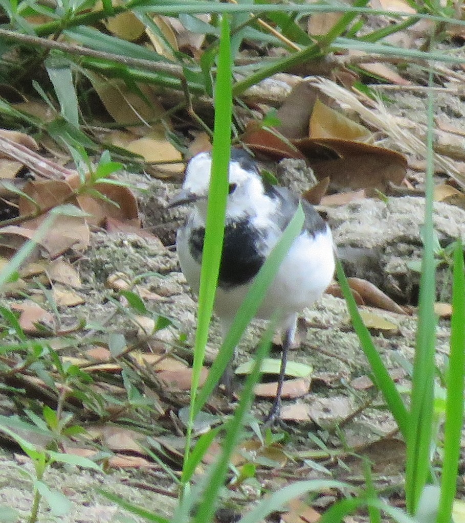 White Wagtail