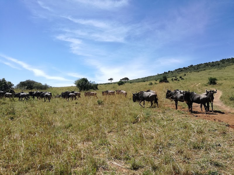 NOS VAMOS A MASAI MARA - Un poquito de Kenia: Lagos Naivasha y Nakuru, Samburu y Masai Mara (24)