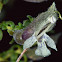 Small-leaved Mint-bush