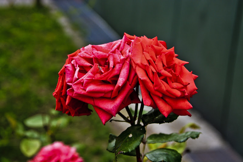 Red flower di Erica C. Taranto