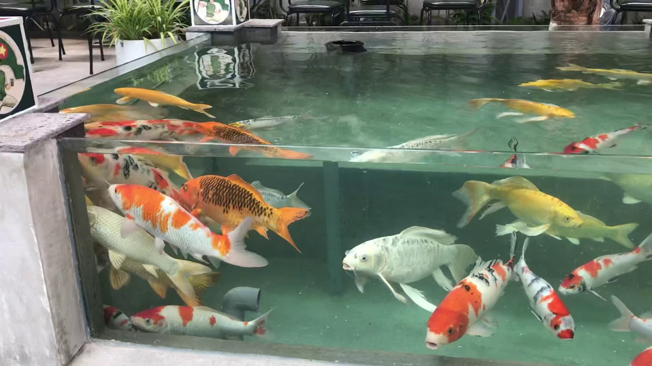 Cá Chép Nhật Bản Giá Hấp Dẫn Và Ý Nghĩa Phong Thủy