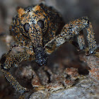 Elephant Weevil