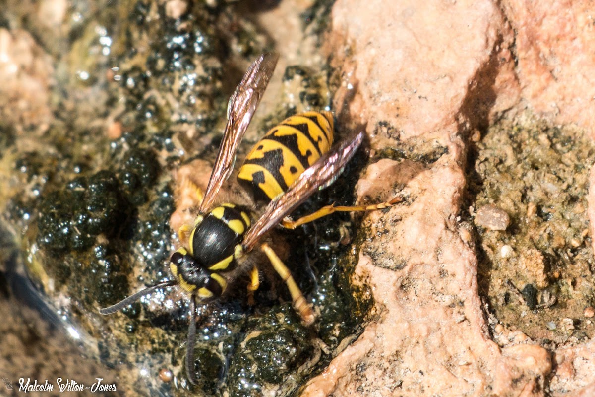 German Wasp