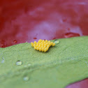 White Butterfly eggs