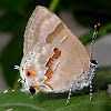 Hairstreak butterfly