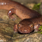 Spring Salamander