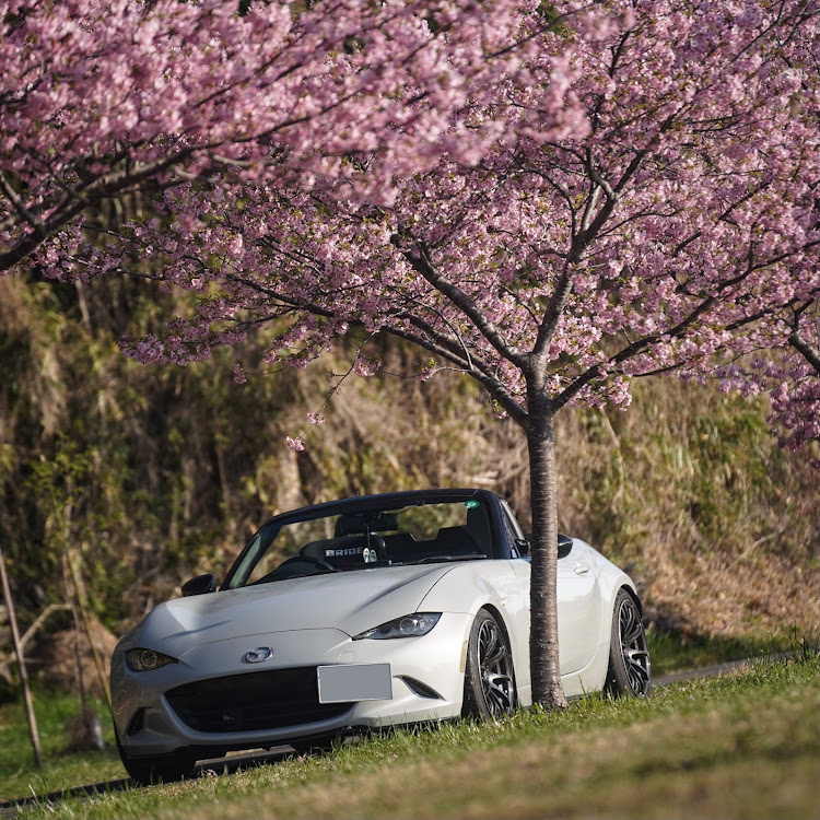 ロードスターの河津桜に関するカスタム事例の投稿画像4枚目