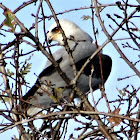 White tailed kite