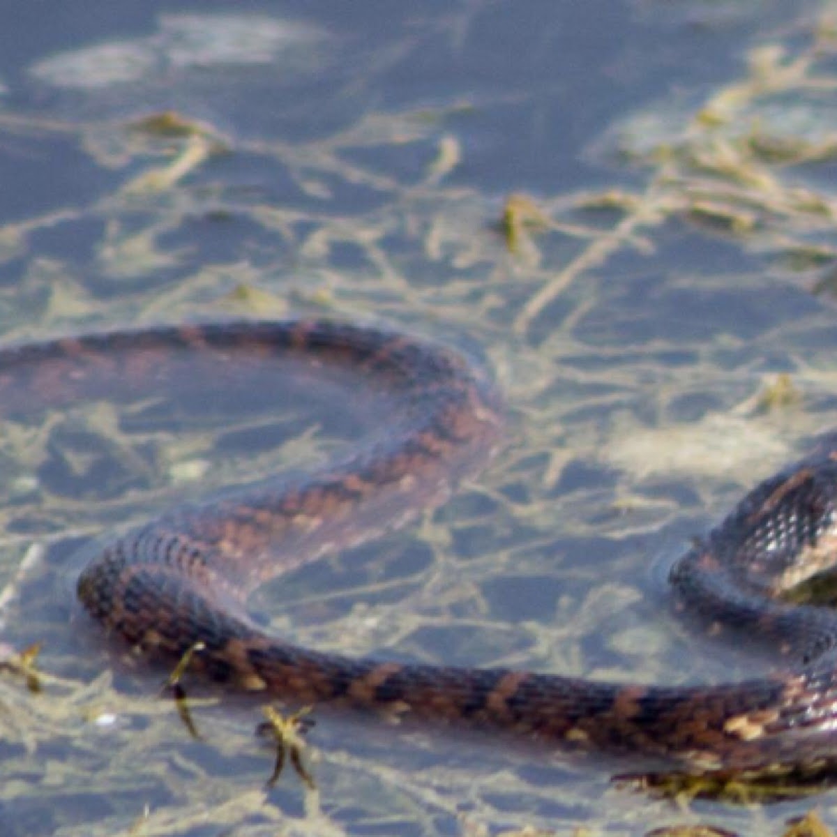 Banded Water Snake