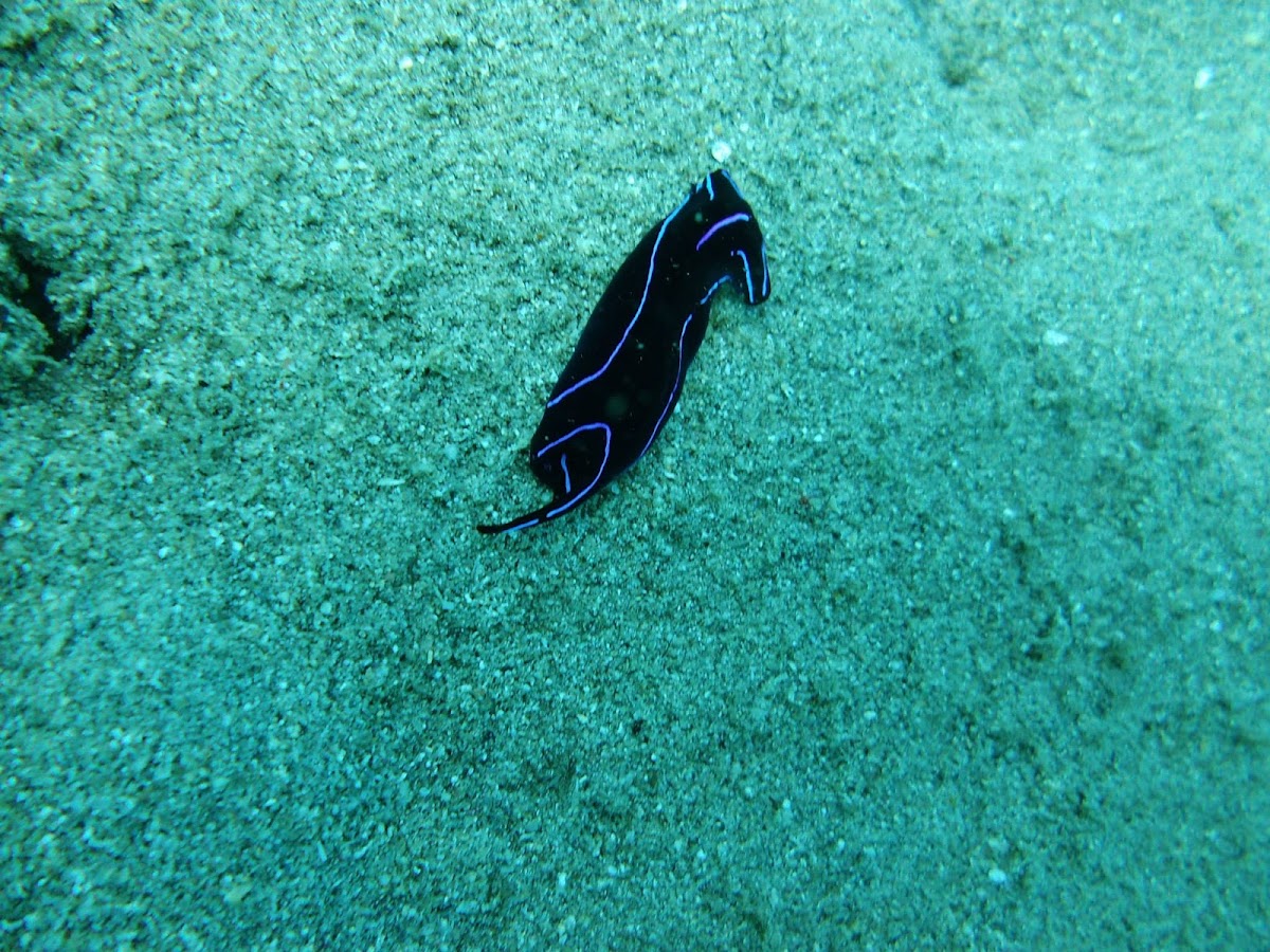 Variable Chelidonura