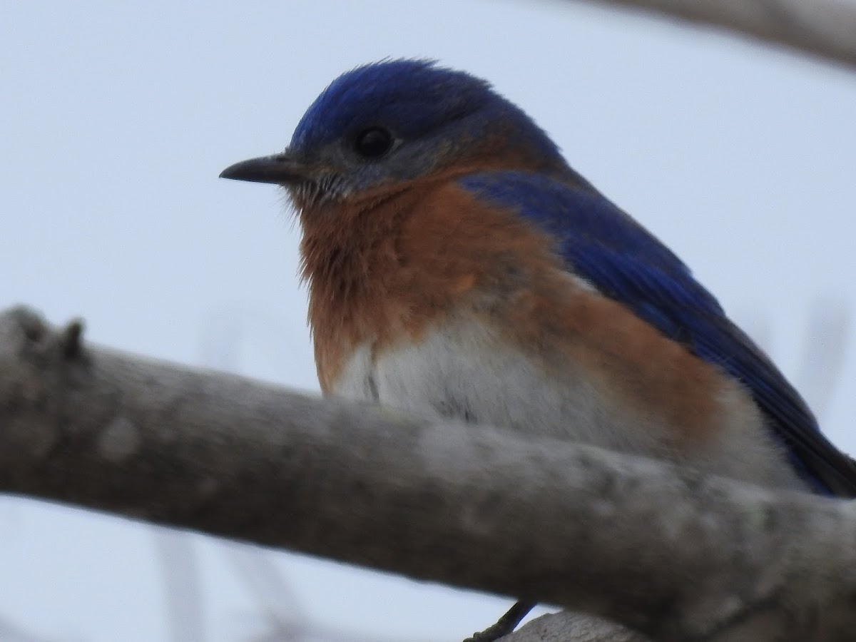 Eastern Bluebird, Male