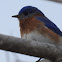 Eastern Bluebird, Male