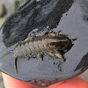 Marine Isopod