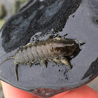 Marine Isopod