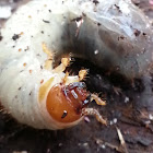 Flower Beetle Larvae