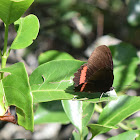 Red rim butterfly