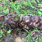 Polypore fungi