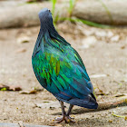 Nicobar Pigeon