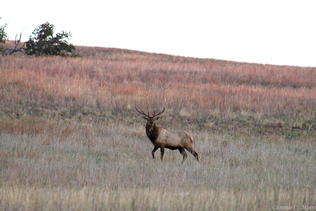 Elk (bull)