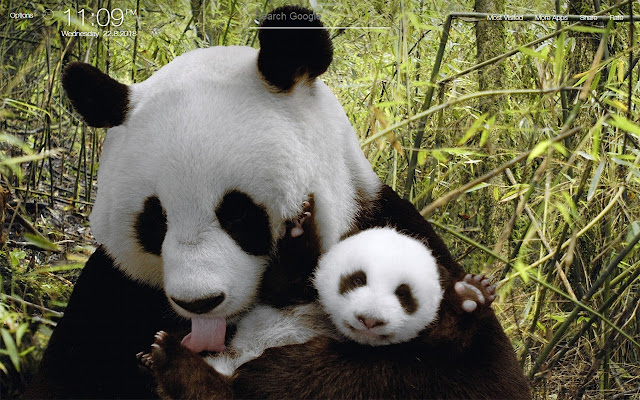 Panda Wallpapers FullHD New Tab