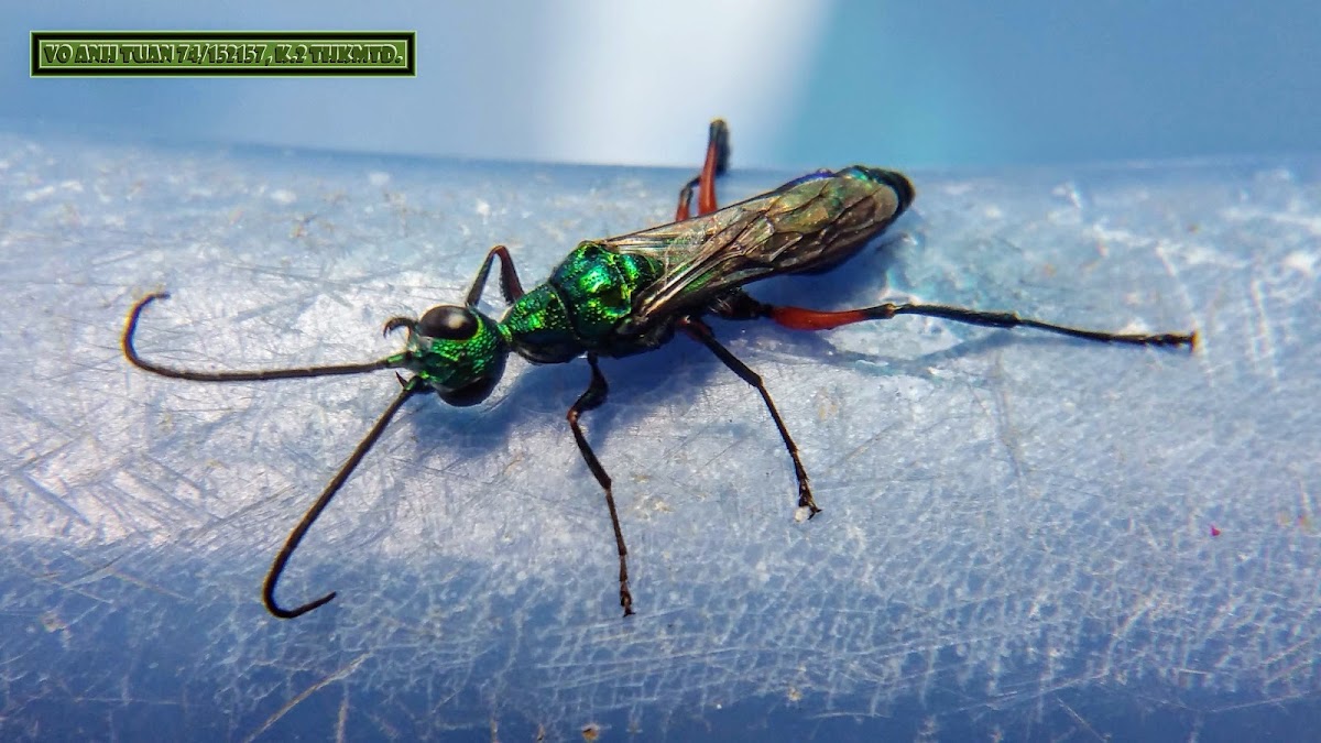 Emerald cockroach wasp