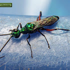 Emerald cockroach wasp