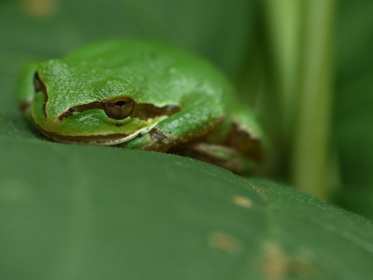 N Pacific Tree frog