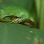 N Pacific Tree frog