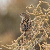 Zitting Cisticola