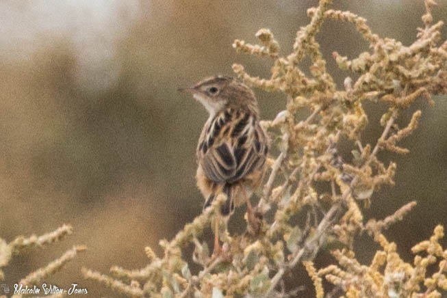 Zitting Cisticola