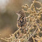 Zitting Cisticola