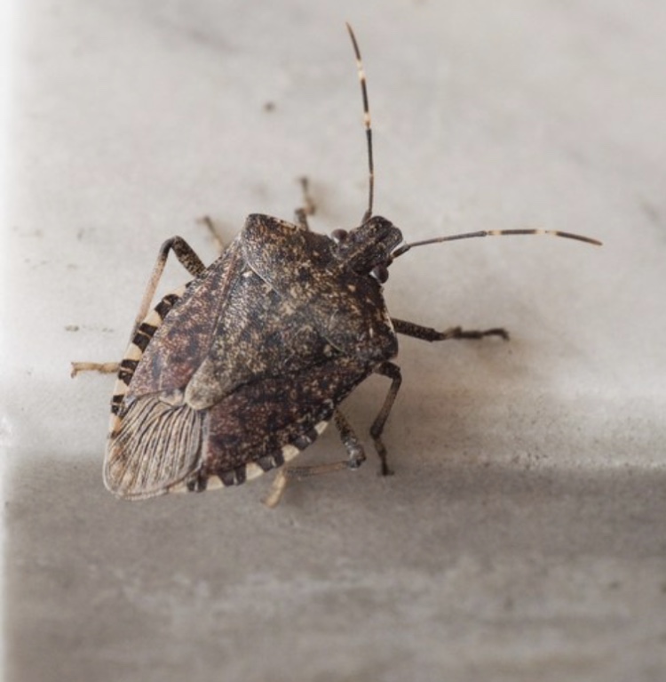 Stink bug