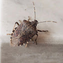 Stink bug