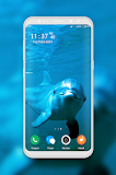 Dolphin Wallpapers