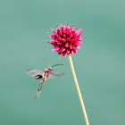 Round-headed Leek