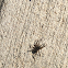 Funnel Weaver Spider