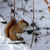 American Red Squirrel