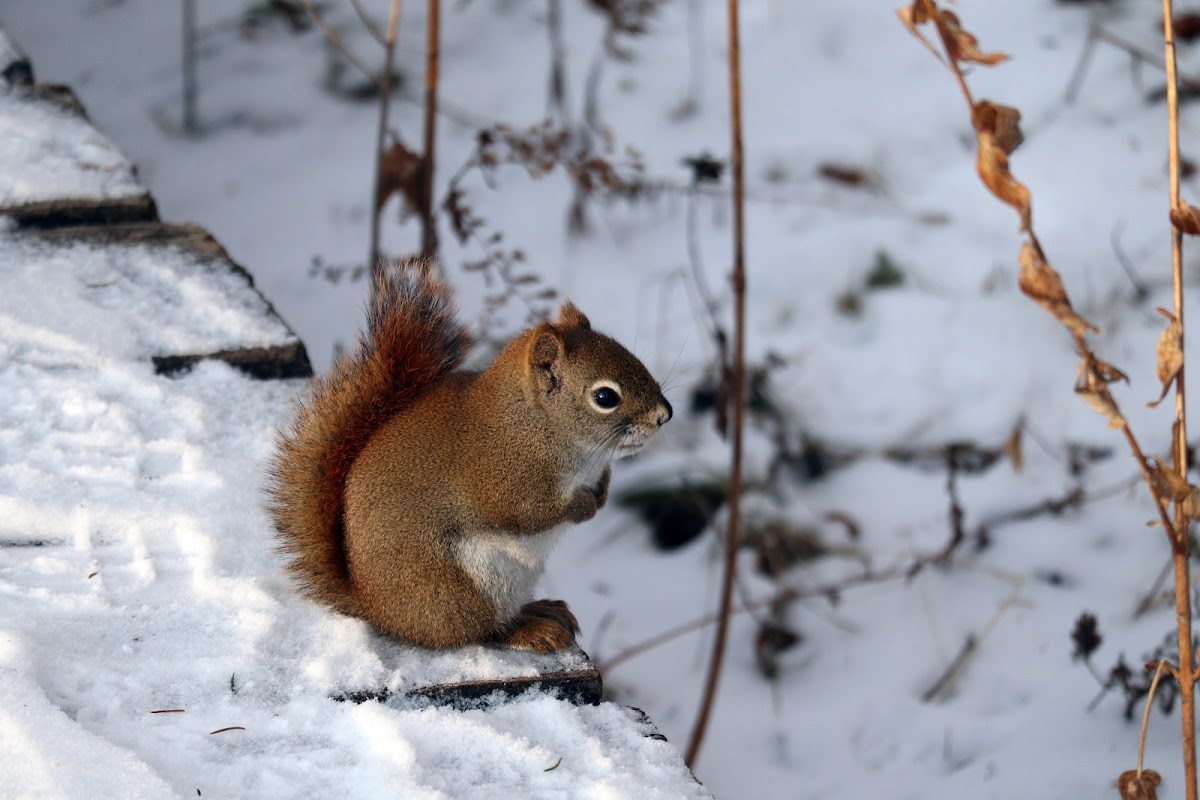 American Red Squirrel