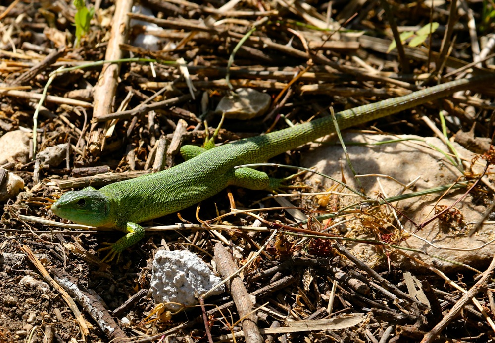 Balkan Green Lizard