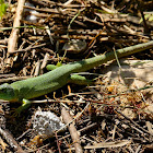 Balkan Green Lizard